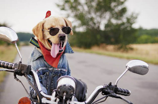 How to Bike with Dogs Safely? What you should know?