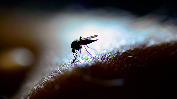 Are Mosquitoes Attracted To Light? Answered!