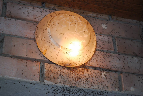 Are Mosquitoes Attracted To Light? Answered!